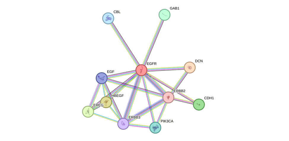 Protein-Protein network diagram for EGFR