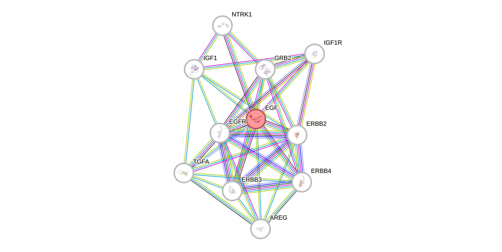 Protein-Protein network diagram for EGF
