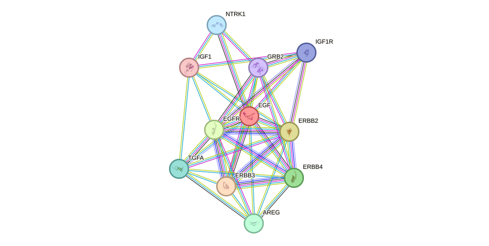 Protein-Protein network diagram for EGF