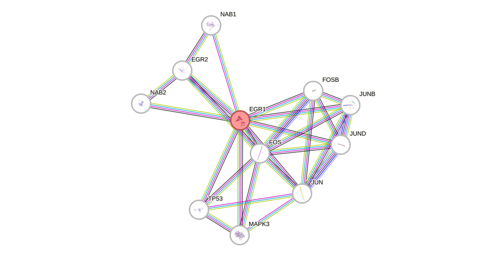 Protein-Protein network diagram for EGR1