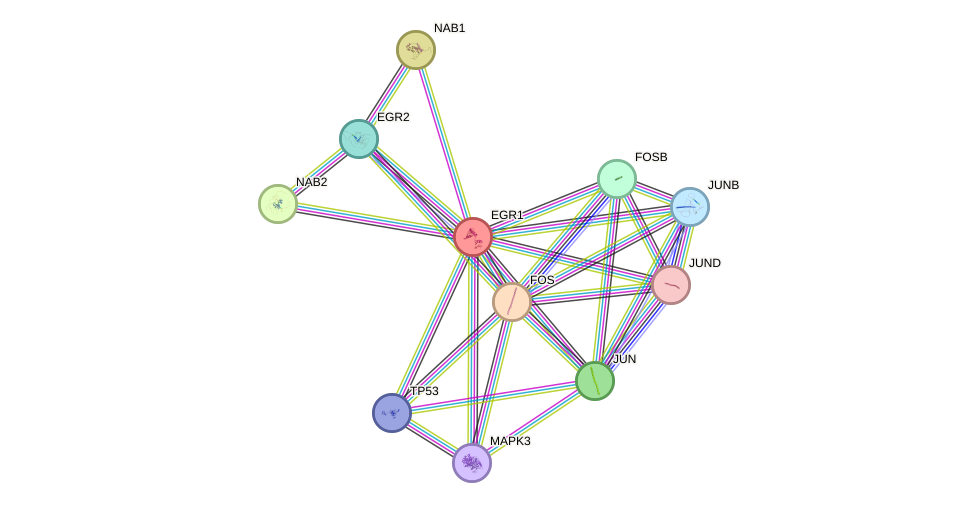 Protein-Protein network diagram for EGR1