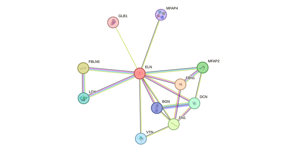 Protein-Protein network diagram for ELN