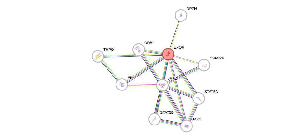 Protein-Protein network diagram for EPOR