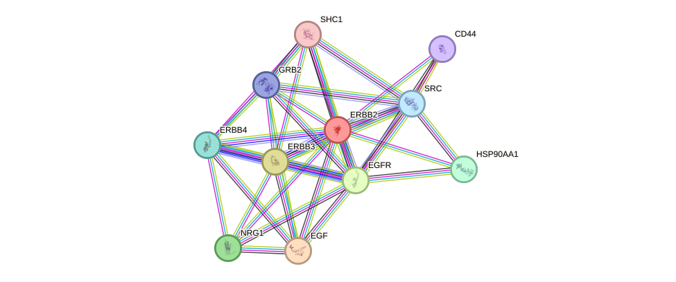 Protein-Protein network diagram for ERBB2