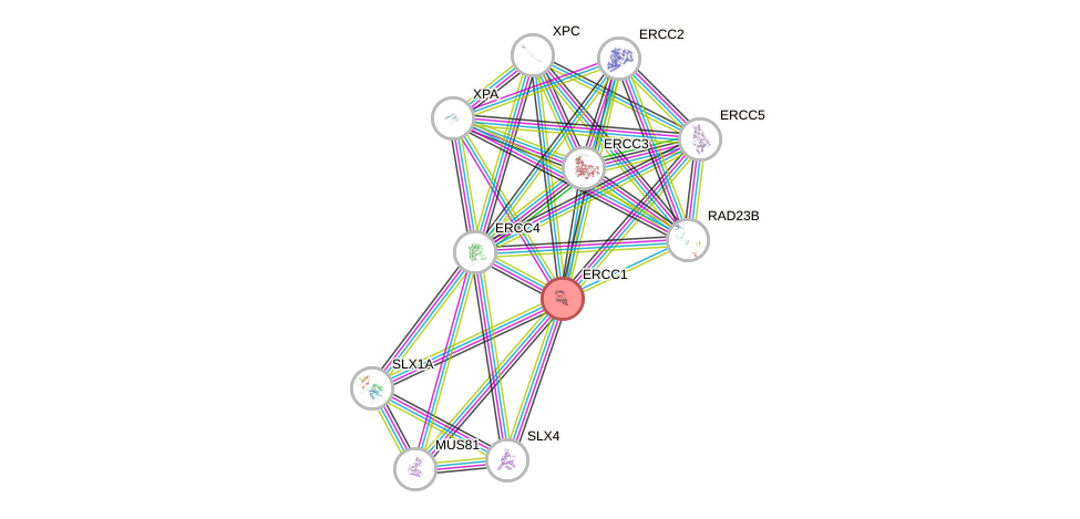 Protein-Protein network diagram for ERCC1