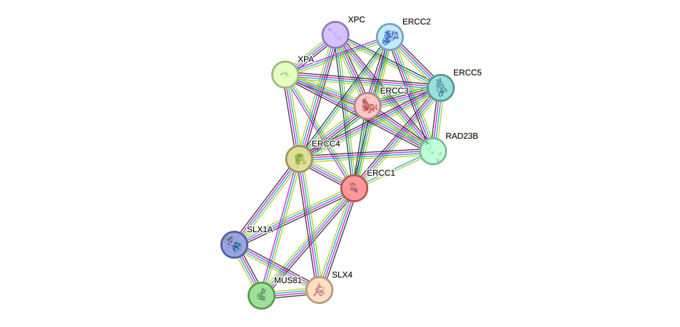 Protein-Protein network diagram for ERCC1