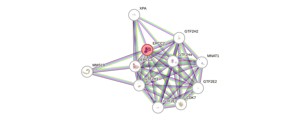 Protein-Protein network diagram for ERCC2