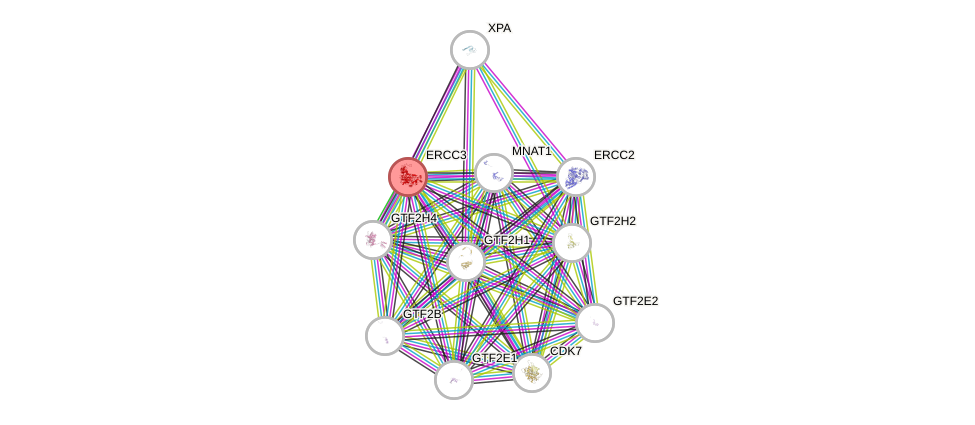Protein-Protein network diagram for ERCC3