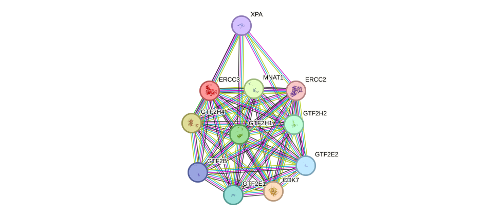 Protein-Protein network diagram for ERCC3