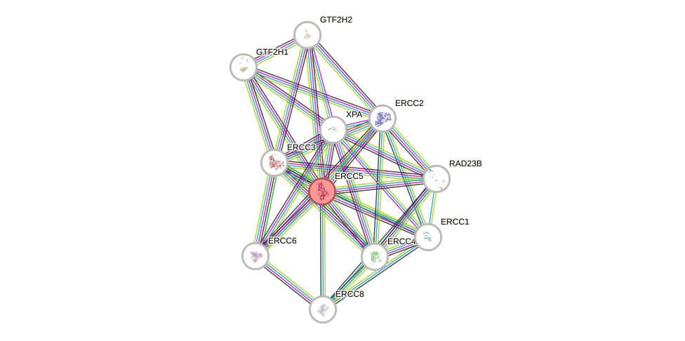 Protein-Protein network diagram for ERCC5