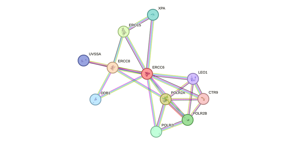 Protein-Protein network diagram for ERCC6
