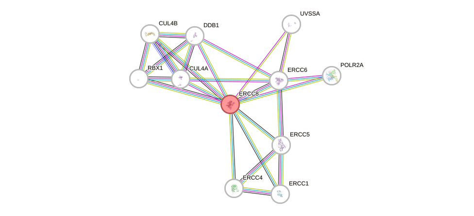 Protein-Protein network diagram for ERCC8