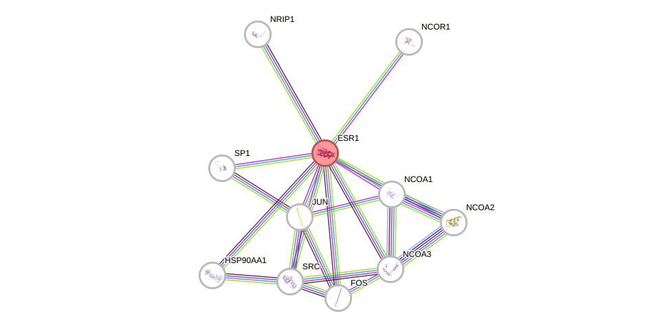 Protein-Protein network diagram for ESR1