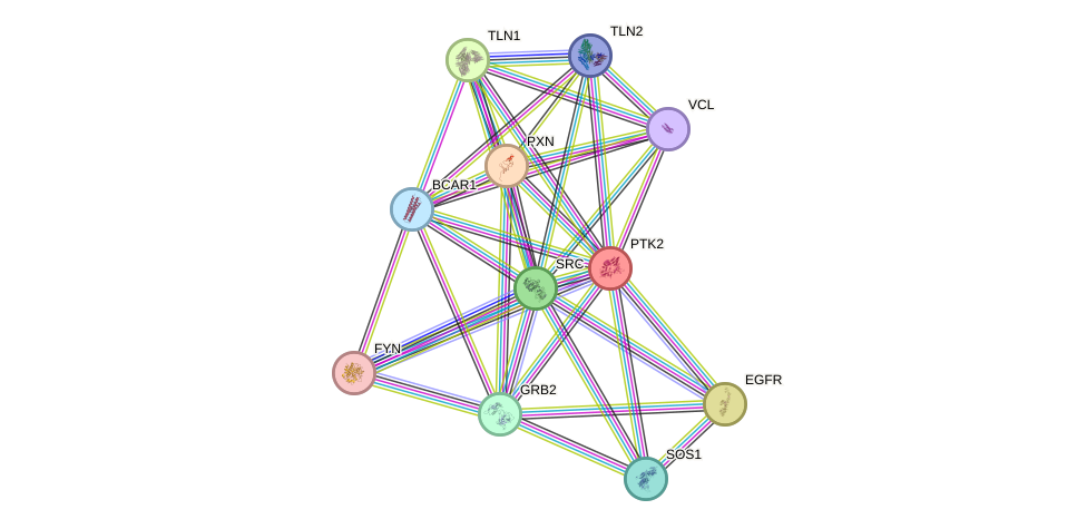 Protein-Protein network diagram for PTK2