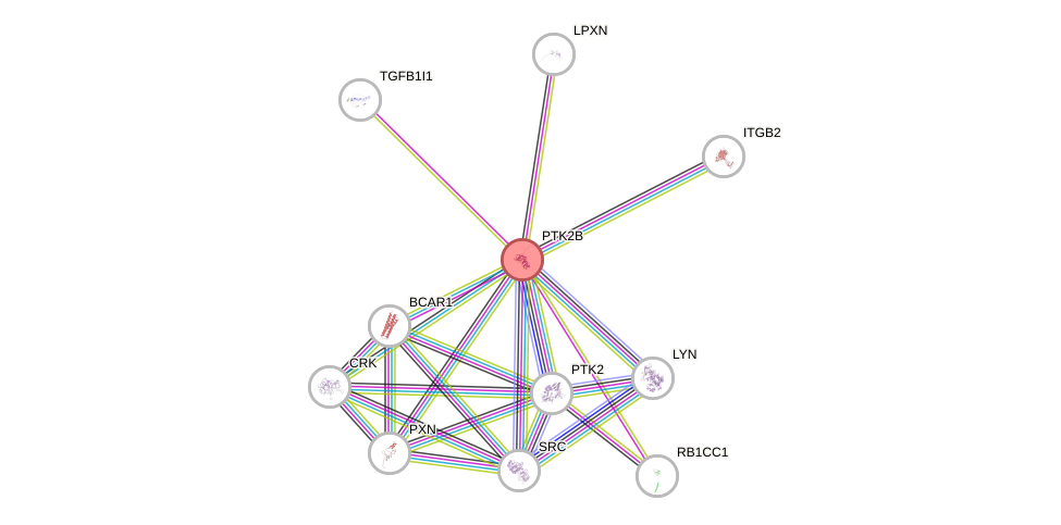 Protein-Protein network diagram for PTK2B