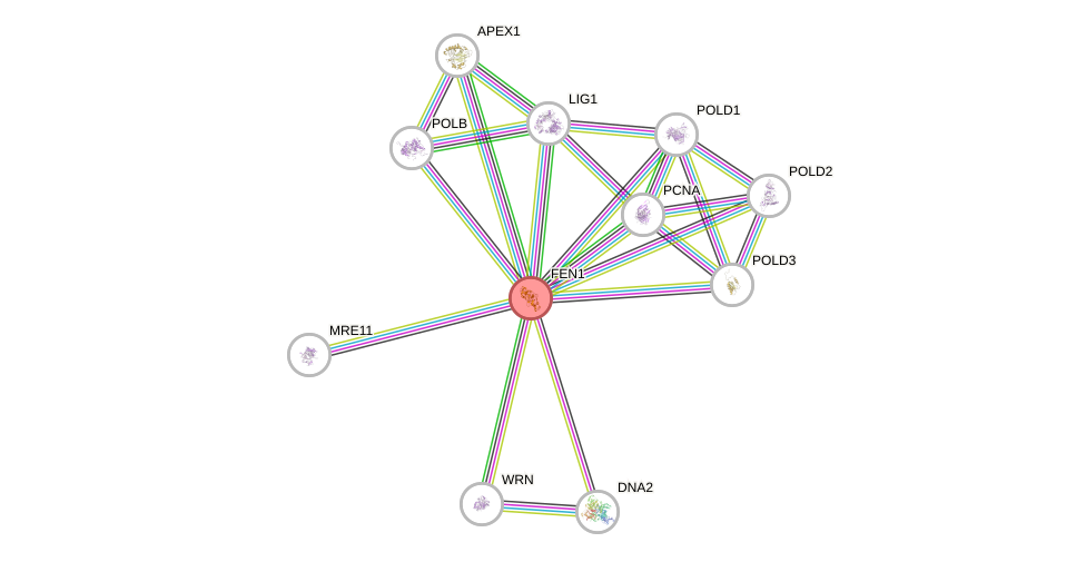 Protein-Protein network diagram for FEN1