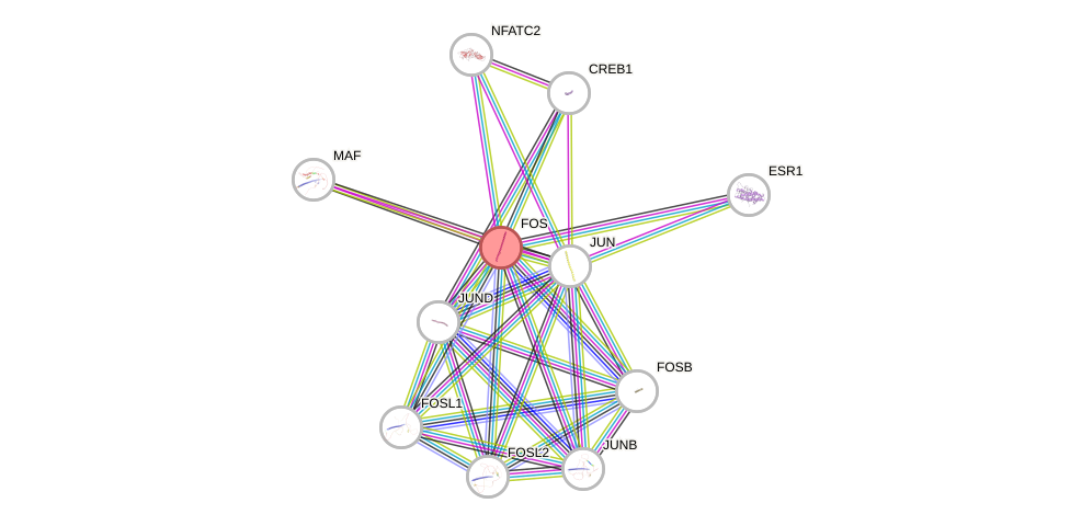 Protein-Protein network diagram for FOS