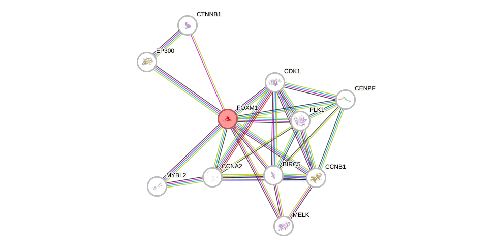 Protein-Protein network diagram for FOXM1