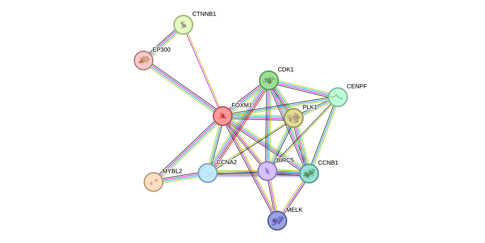 Protein-Protein network diagram for FOXM1