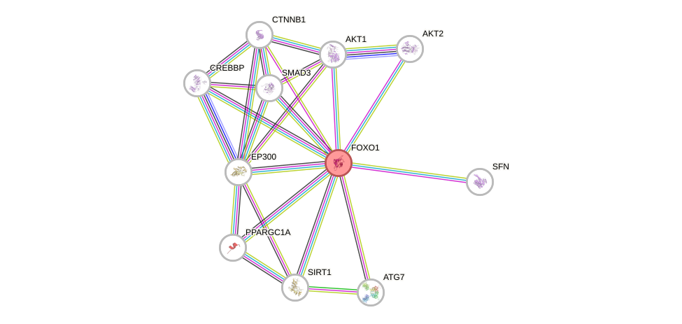 Protein-Protein network diagram for FOXO1