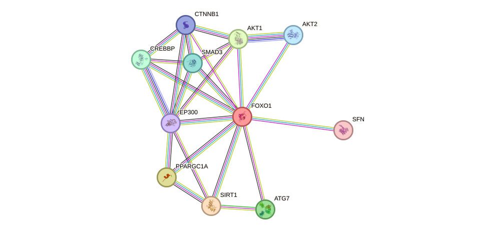 Protein-Protein network diagram for FOXO1