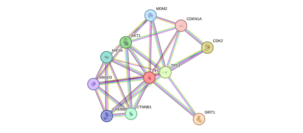 Protein-Protein network diagram for FOXO3