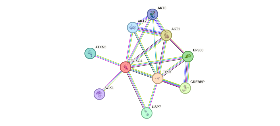 Protein-Protein network diagram for FOXO4