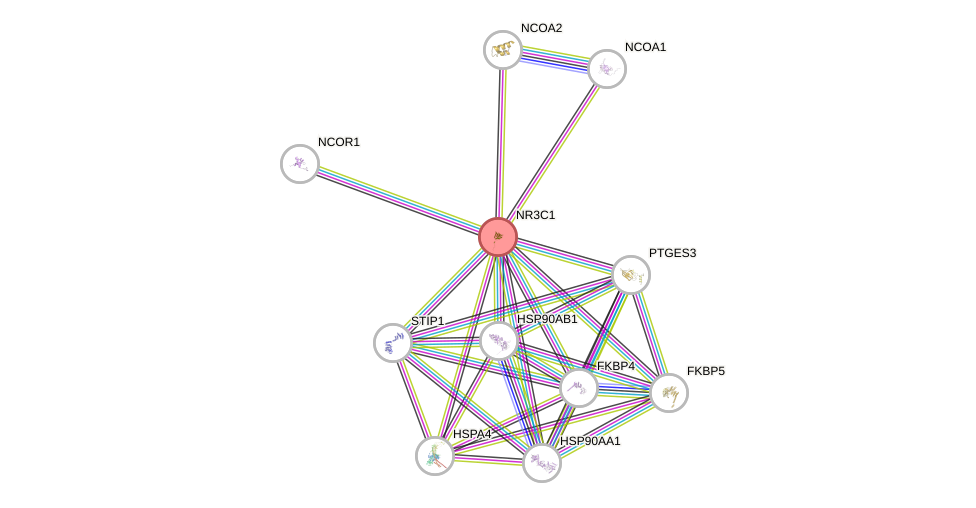 Protein-Protein network diagram for NR3C1