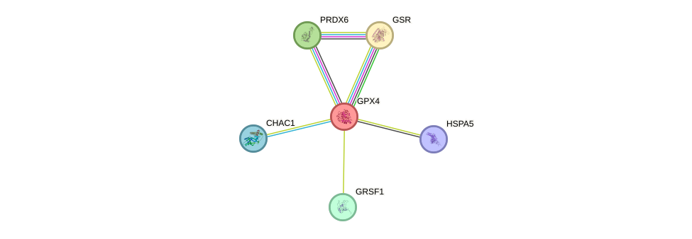 Protein-Protein network diagram for GPX4