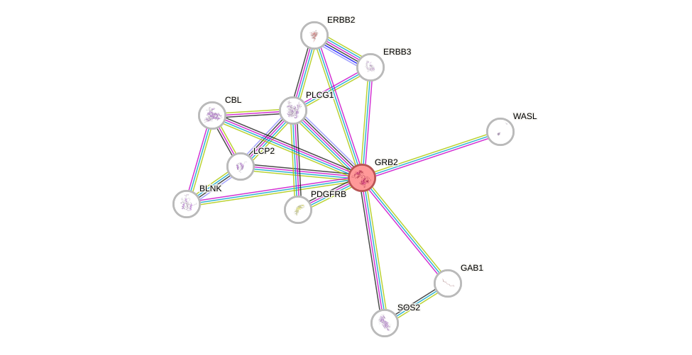 Protein-Protein network diagram for GRB2