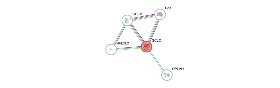 Protein-Protein network diagram for GCLC