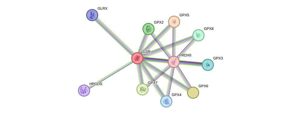 Protein-Protein network diagram for GSR