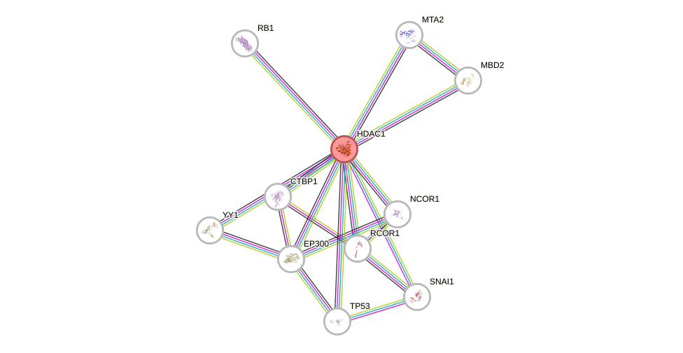 Protein-Protein network diagram for HDAC1