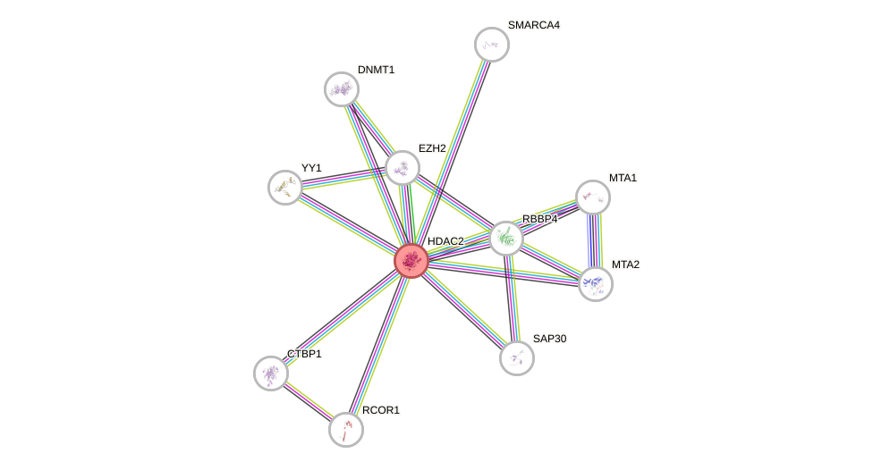Protein-Protein network diagram for HDAC2