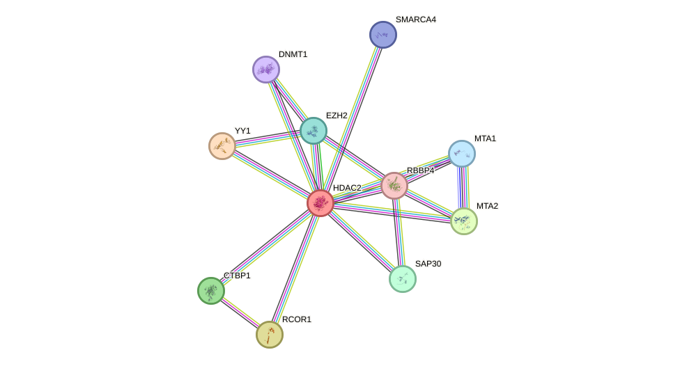 Protein-Protein network diagram for HDAC2