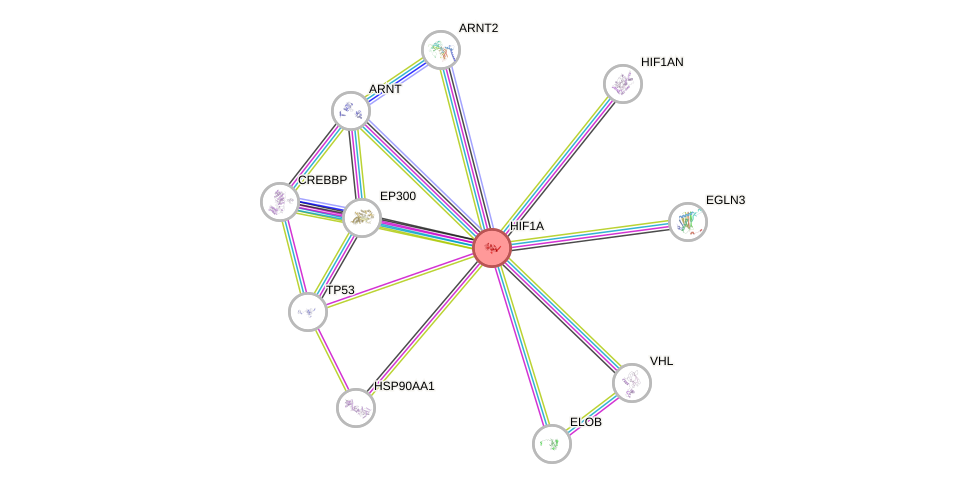 Protein-Protein network diagram for HIF1A