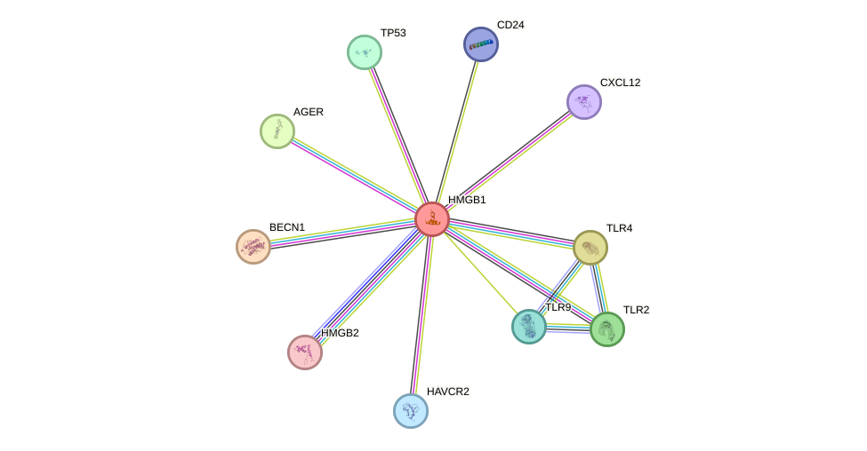 Protein-Protein network diagram for HMGB1