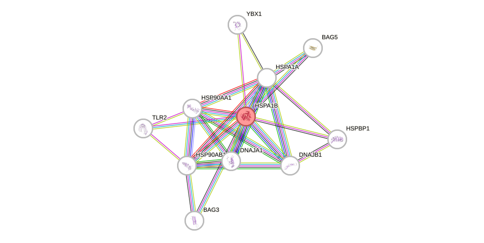 Protein-Protein network diagram for HSPA1A