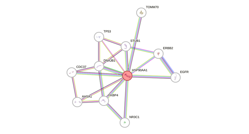 Protein-Protein network diagram for HSP90AA1