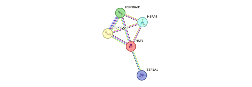 Protein-Protein network diagram for HSF1