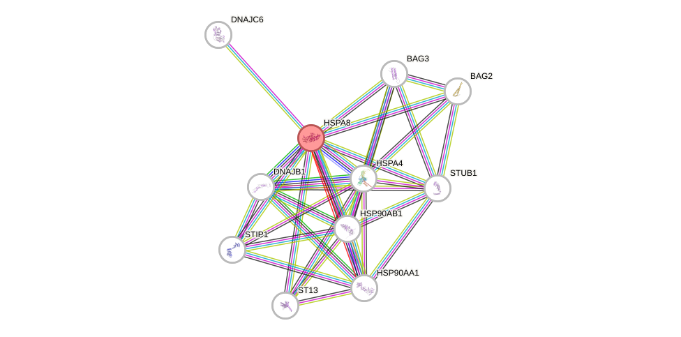 Protein-Protein network diagram for HSPA8