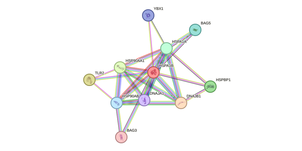 Protein-Protein network diagram for HSPA1B