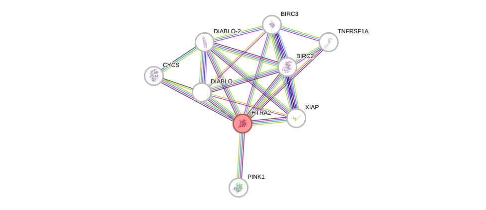 Protein-Protein network diagram for HTRA2