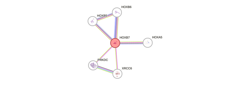 Protein-Protein network diagram for HOXB7