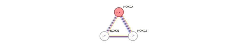 Protein-Protein network diagram for HOXC4