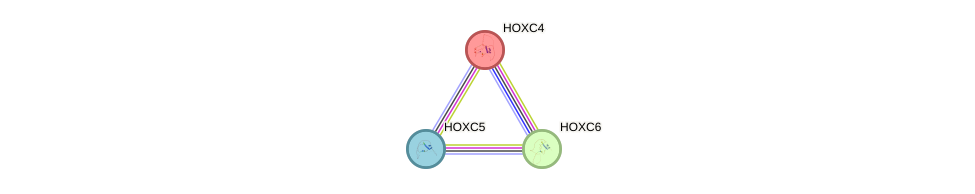 Protein-Protein network diagram for HOXC4