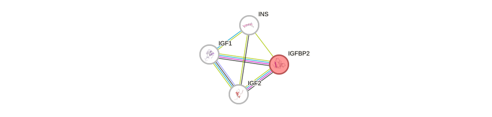 Protein-Protein network diagram for IGFBP2