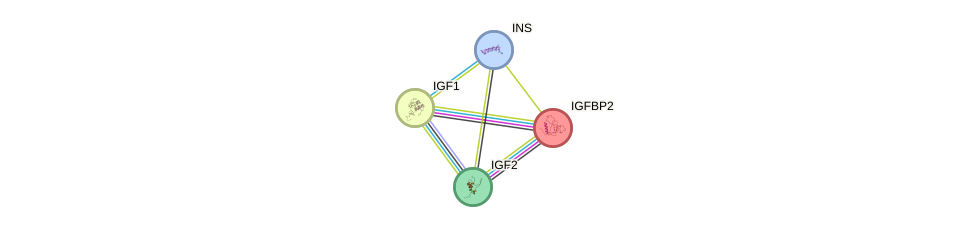 Protein-Protein network diagram for IGFBP2