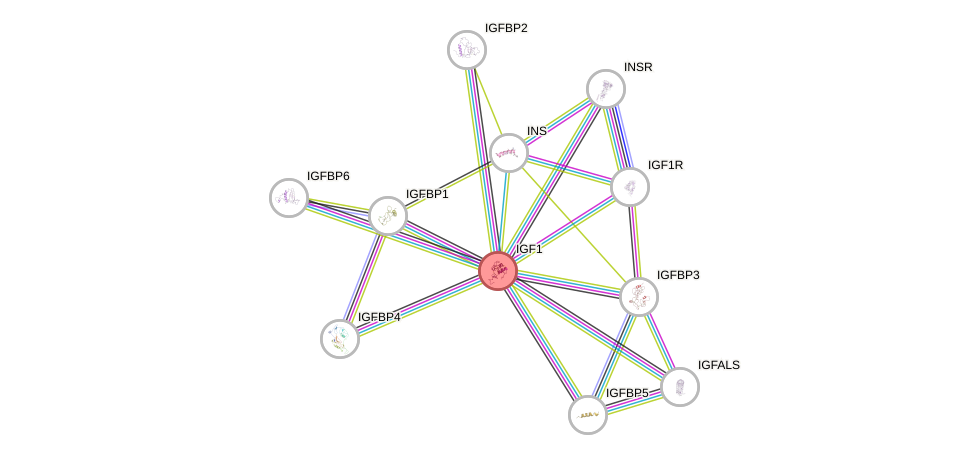 Protein-Protein network diagram for IGF1