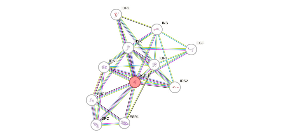 Protein-Protein network diagram for IGF1R